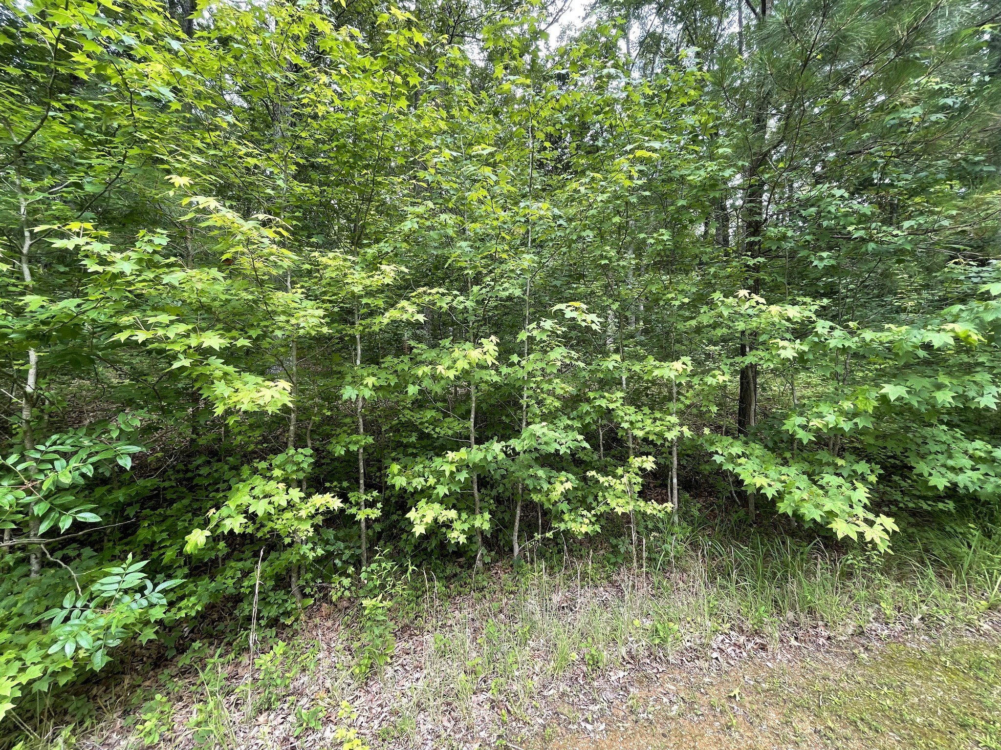 375 War Eagle Drive Cedar Grove, TN 38321 - Photo 7 of 43