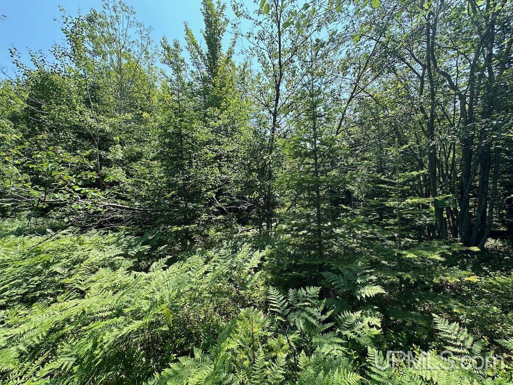 Parcel A Webb Road Grand Marais, MI 49839 - Photo 21 of 29