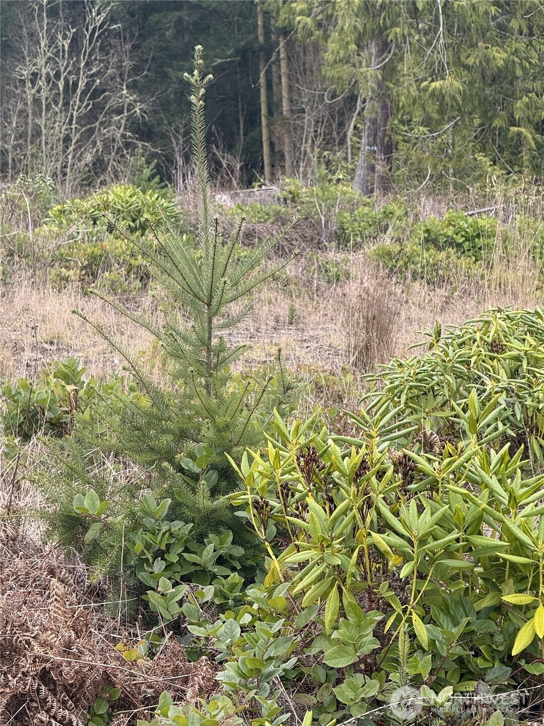 1422 East Sequim Bay Road Sequim, WA 98382 - Photo 8 of 19 a view of a garden with a tree