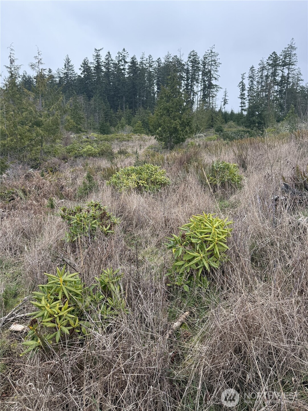 1422 East Sequim Bay Road Sequim, WA 98382 - Photo 9 of 19 a view of a garden with trees in the background