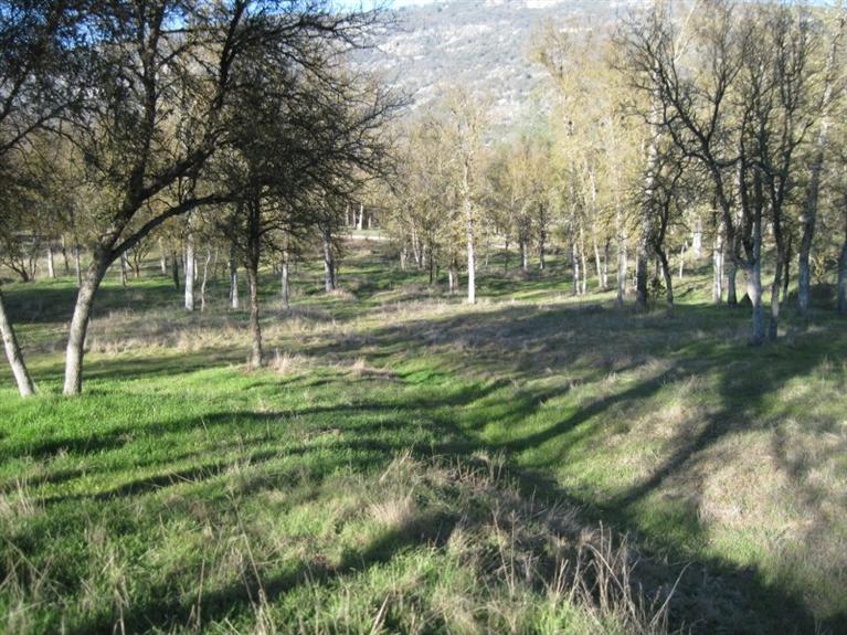34427 Lodge Road Tollhouse, CA 93667 - Photo 15 of 33 Gallery Image 15