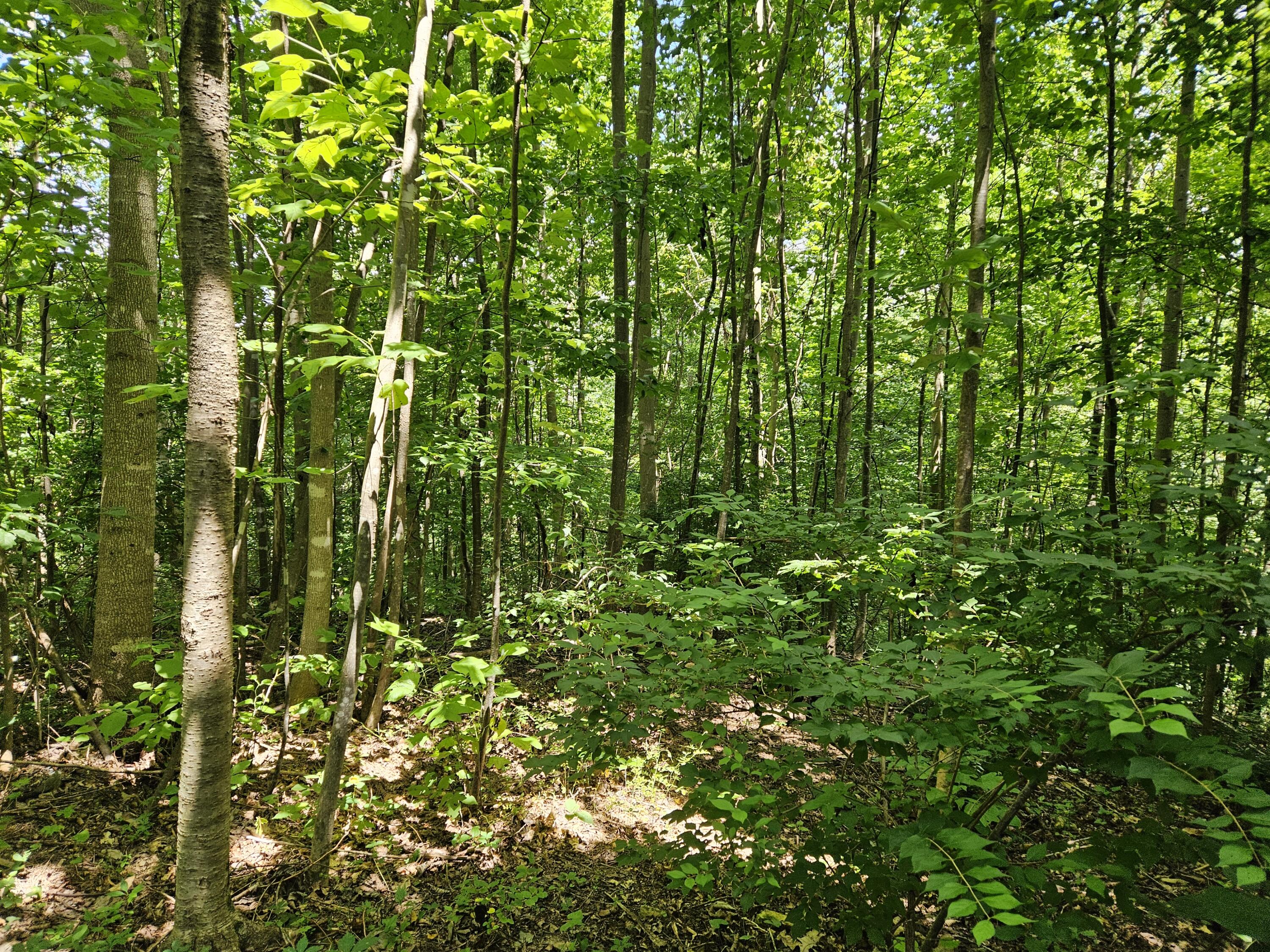 1775 Dry Ridge Road Liberty, KY 42539 - Photo 73 of 83 20250726_132519