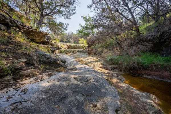 a view of a yard with plants and large trees
