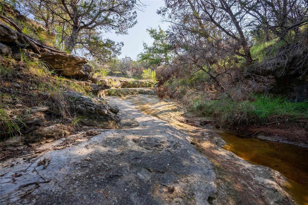 a view of a yard with plants and large trees