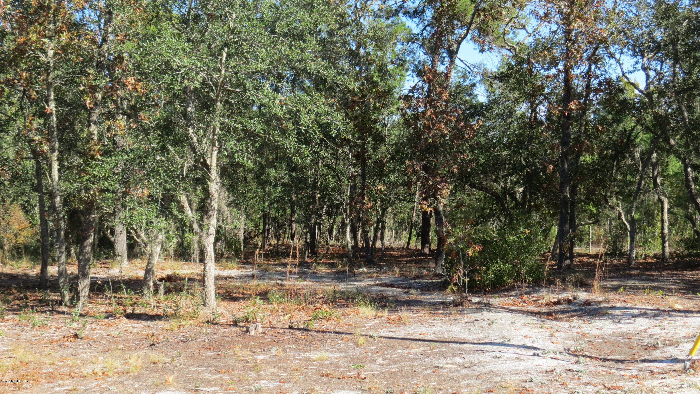 284 Beecher Springs Road Welaka, FL 32112 - Photo 5 of 36 a view of outdoor space with trees