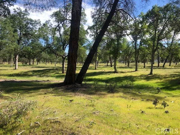 a view of a park with lots of trees