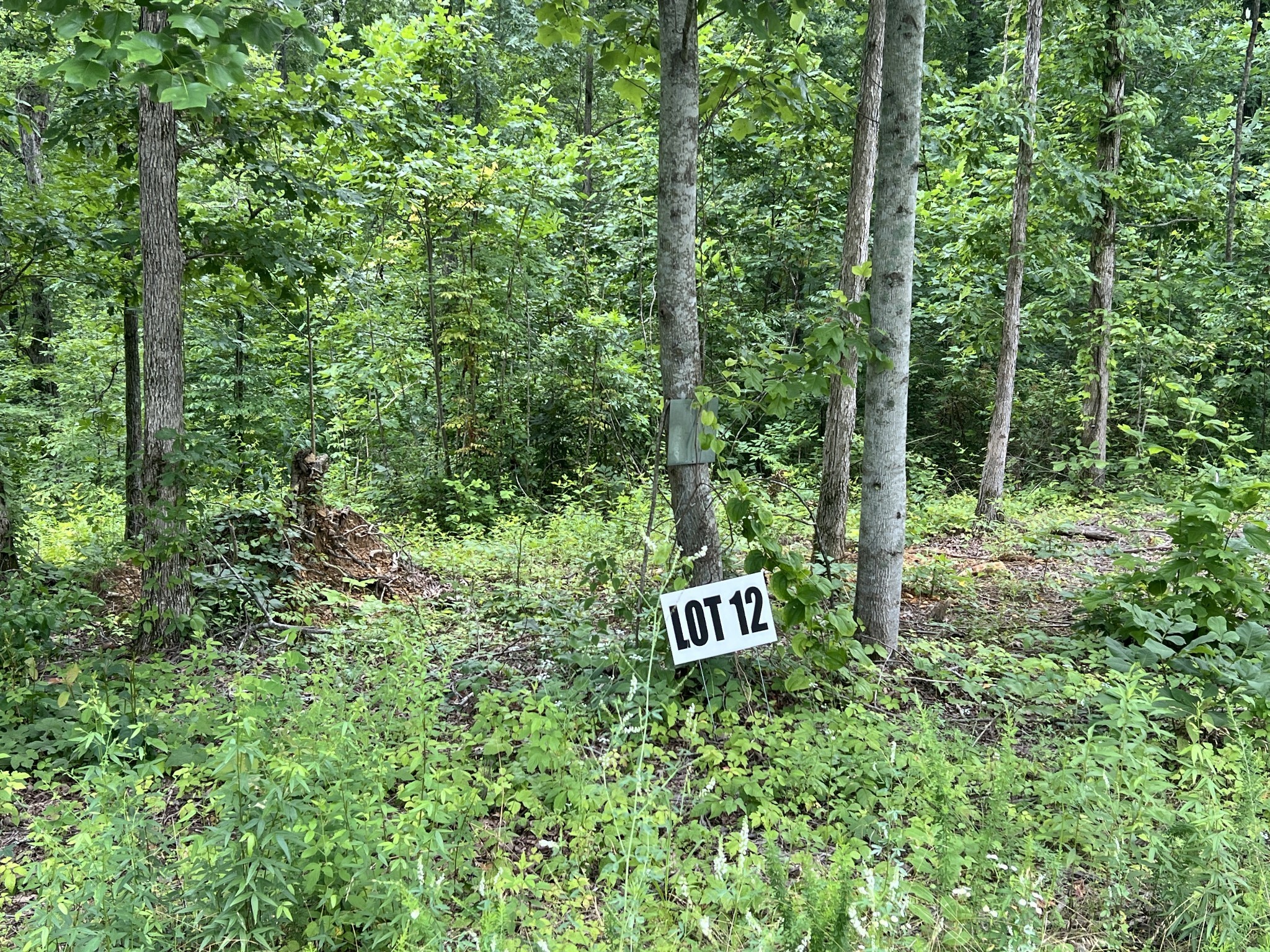 12 Slaughter Road Santa Fe, TN 38482 - Photo 2 of 7 a sign of golf club on a tree in a forest