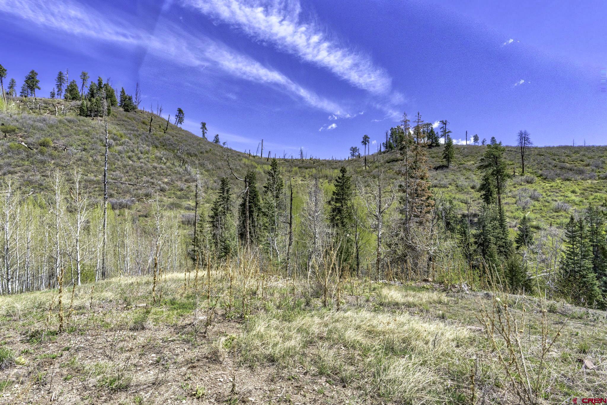 1515 County Road 243 Durango, CO 81301 - Photo 13 of 43 a view of a large yard with large trees
