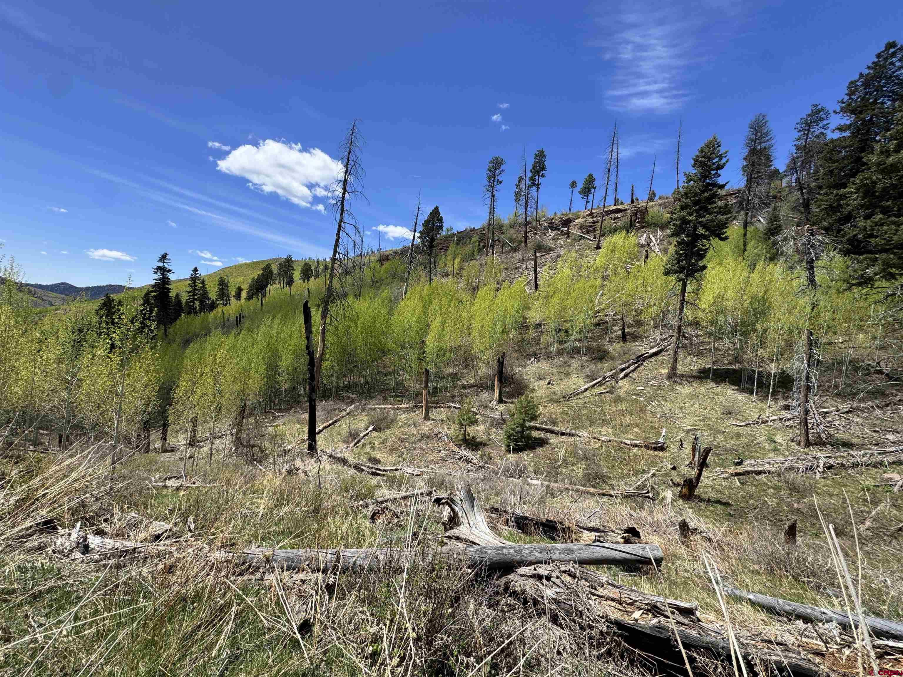 1515 County Road 243 Durango, CO 81301 - Photo 23 of 43 a view of a yard