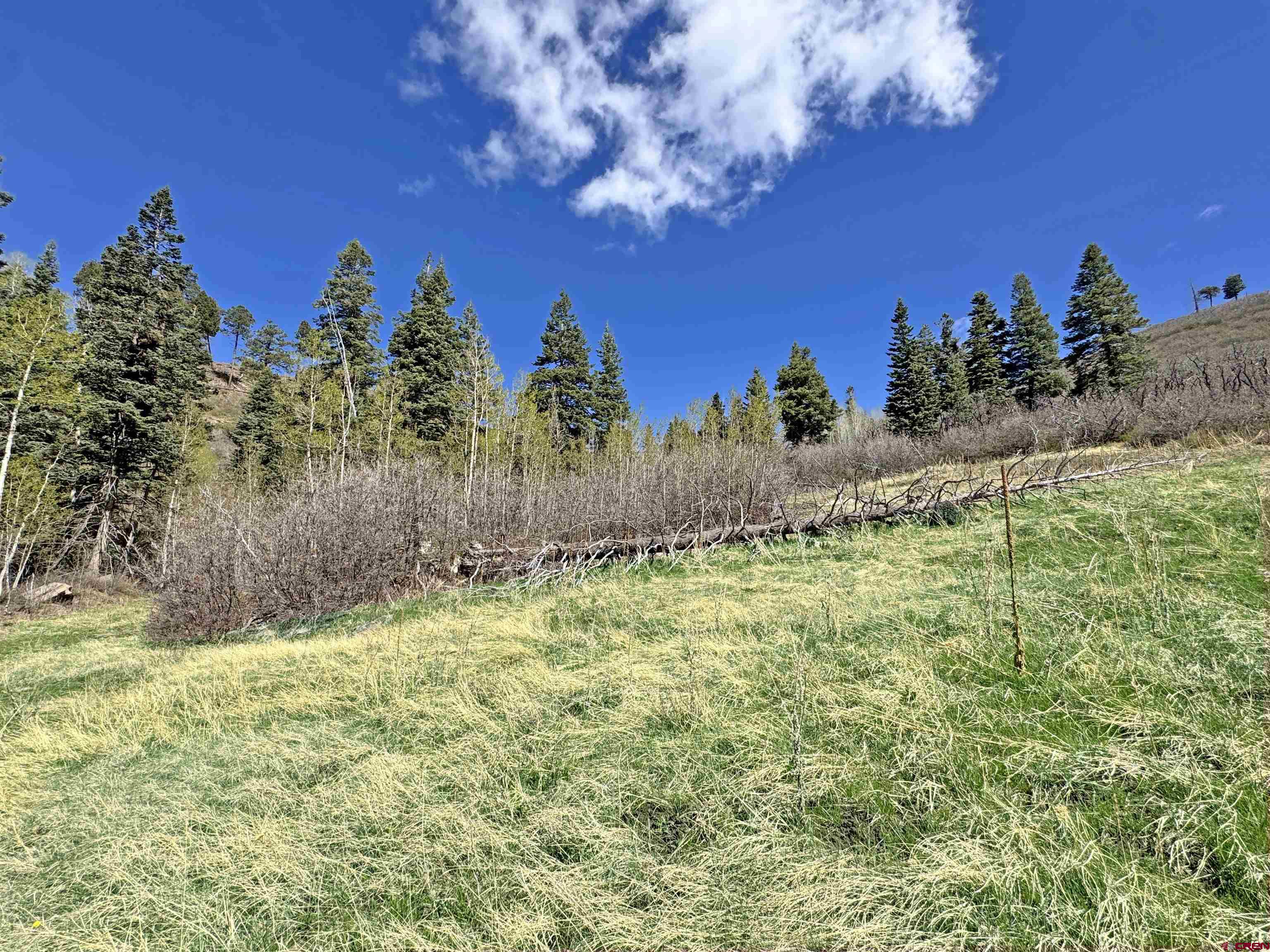 1515 County Road 243 Durango, CO 81301 - Photo 25 of 43 a view of a yard with an tree