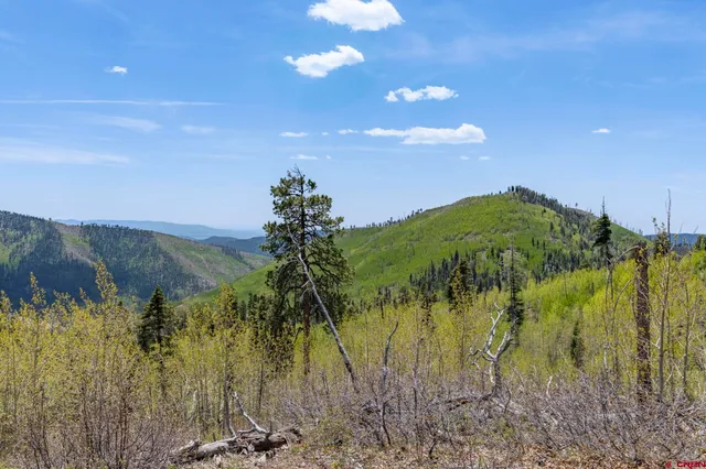 a view of a yard with a tree