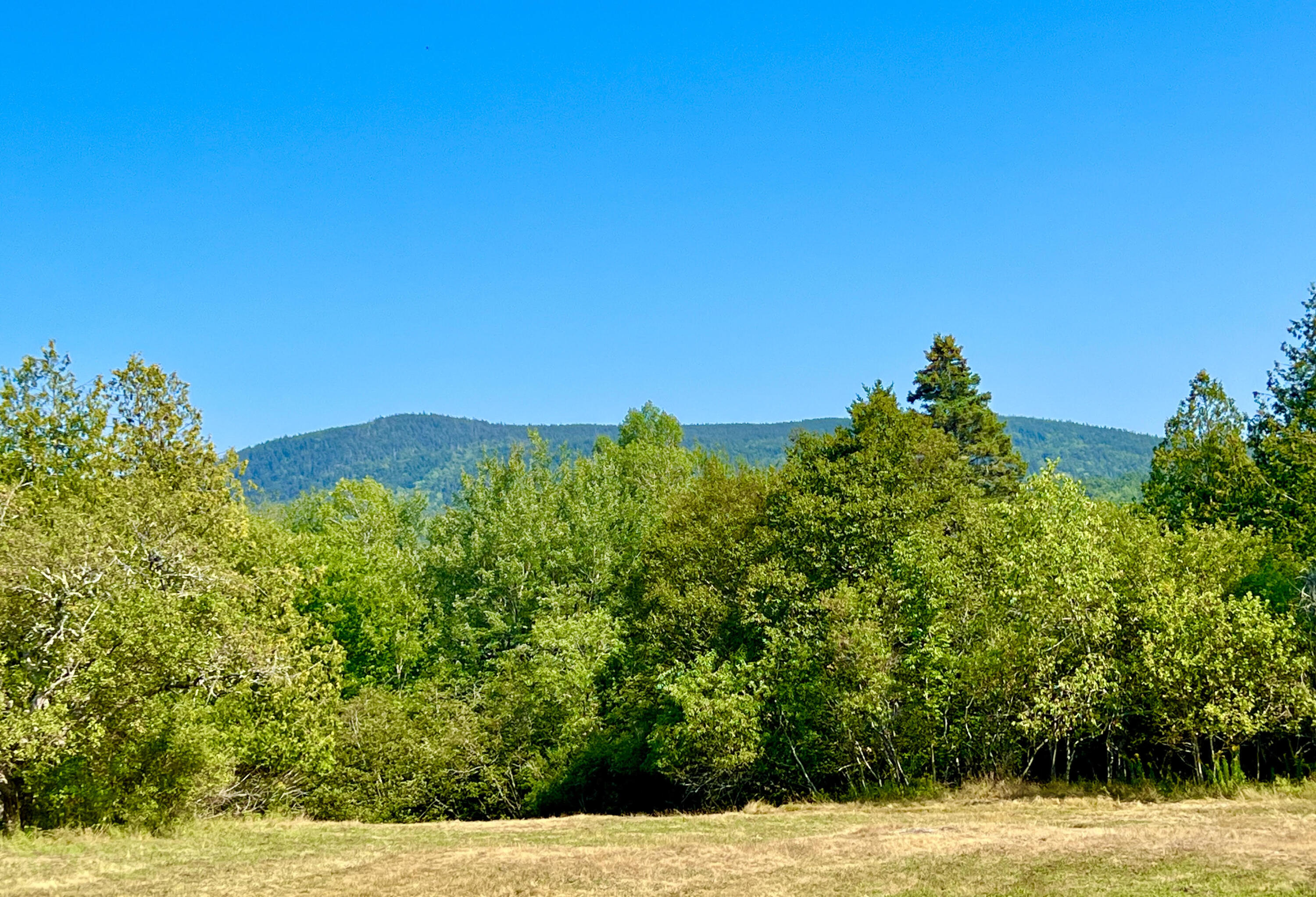 1455 Tremont Road Seal Cove, ME 04674 - Photo 29 of 33 View from back yard