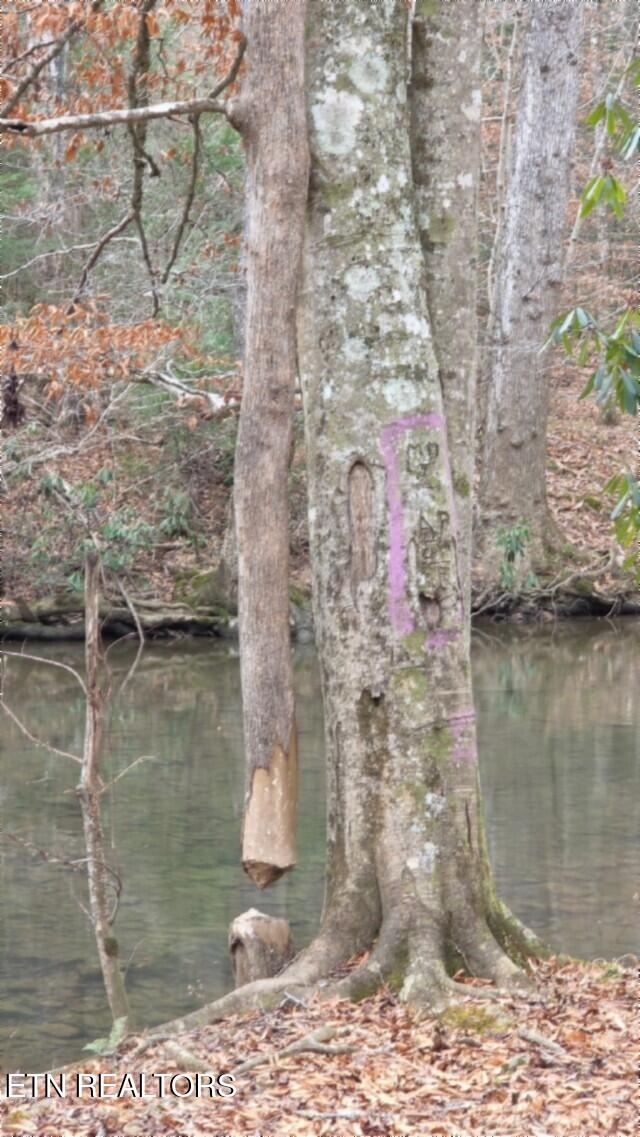 Lot 151 Steel Tram Ridge Crawford, TN 38554 - Photo 3 of 58 BEAVER TREE