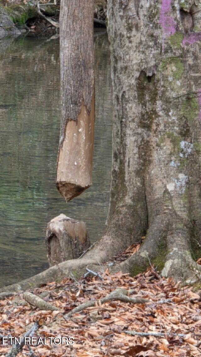 Lot 151 Steel Tram Ridge Crawford, TN 38554 - Photo 49 of 58 IMG_20260107_181411