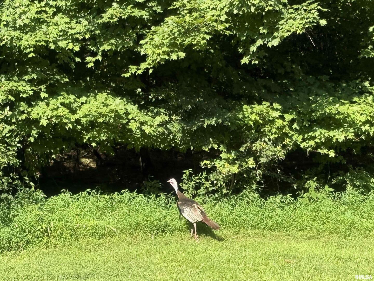 Lot 186-187 Parrish Ridge Lane Goreville, IL 62939 - Photo 8 of 23 a view of a yard