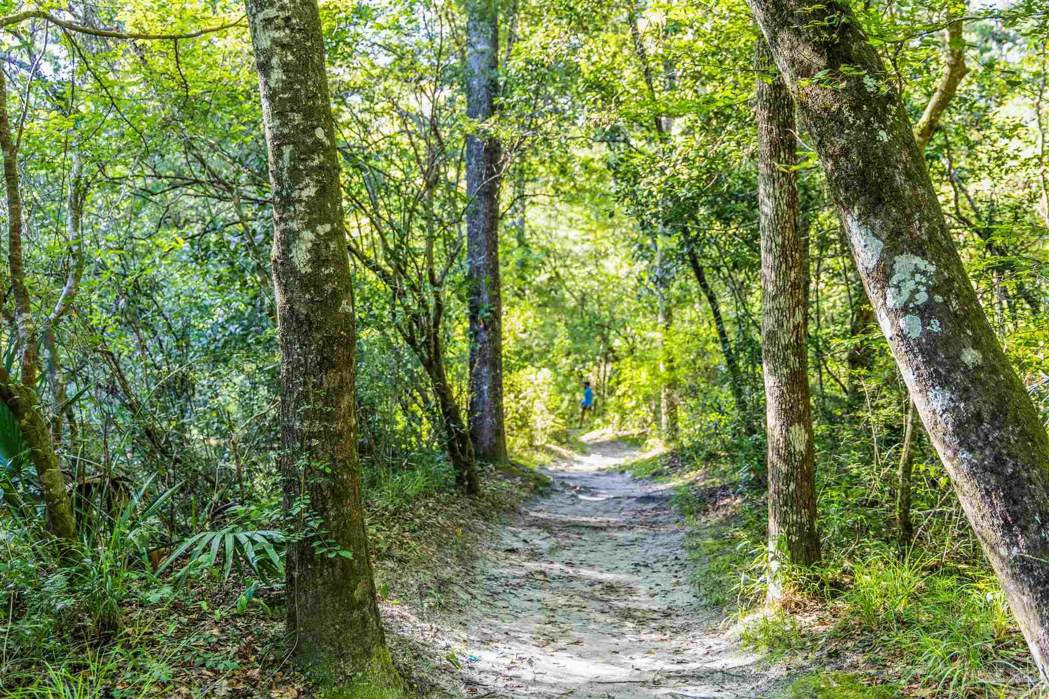 1647 Holmes Road Westville, FL 32464 - Photo 38 of 40