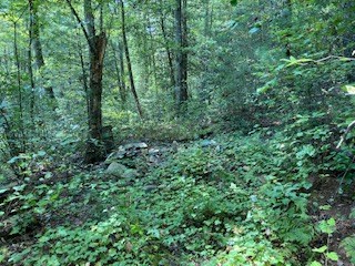 Lot 52 Llama Lane Ellijay, GA 30540 - Photo 11 of 16 a view of a lush green forest