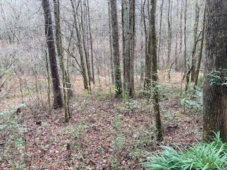 Lot 52 Llama Lane Ellijay, GA 30540 - Photo 13 of 16 a view of a yard with lots of trees