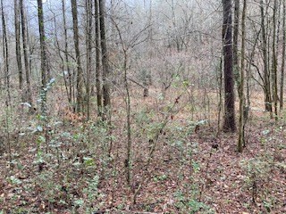 Lot 52 Llama Lane Ellijay, GA 30540 - Photo 14 of 16 a view of a yard with large trees