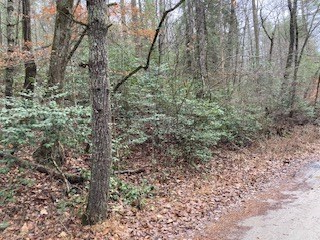 Lot 52 Llama Lane Ellijay, GA 30540 - Photo 15 of 16 a view of a forest with lots of trees