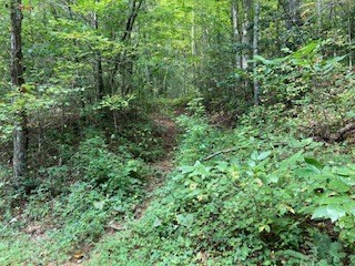 Lot 52 Llama Lane Ellijay, GA 30540 - Photo 4 of 16 a view of a lush green forest