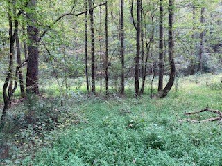 Lot 52 Llama Lane Ellijay, GA 30540 - Photo 7 of 16 a view of outdoor space and green space