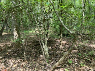 Lot 52 Llama Lane Ellijay, GA 30540 - Photo 8 of 16 a view of a tree