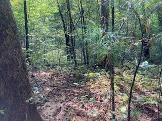 Lot 52 Llama Lane Ellijay, GA 30540 - Photo 9 of 16 a view of a forest filled with trees