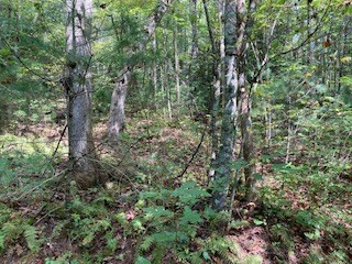 Lot 52 Llama Lane Ellijay, GA 30540 - Photo 10 of 16 a view of a forest with a tree