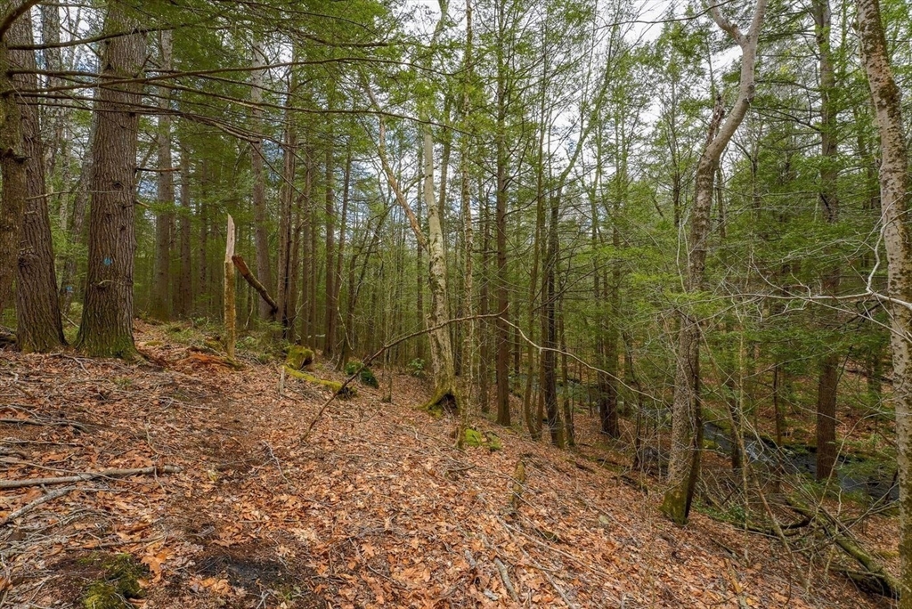 291 Fomer Road Southampton, MA 01073 - Photo 18 of 20 a view of a forest filled with trees