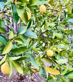 a view of a tree with lots of green space