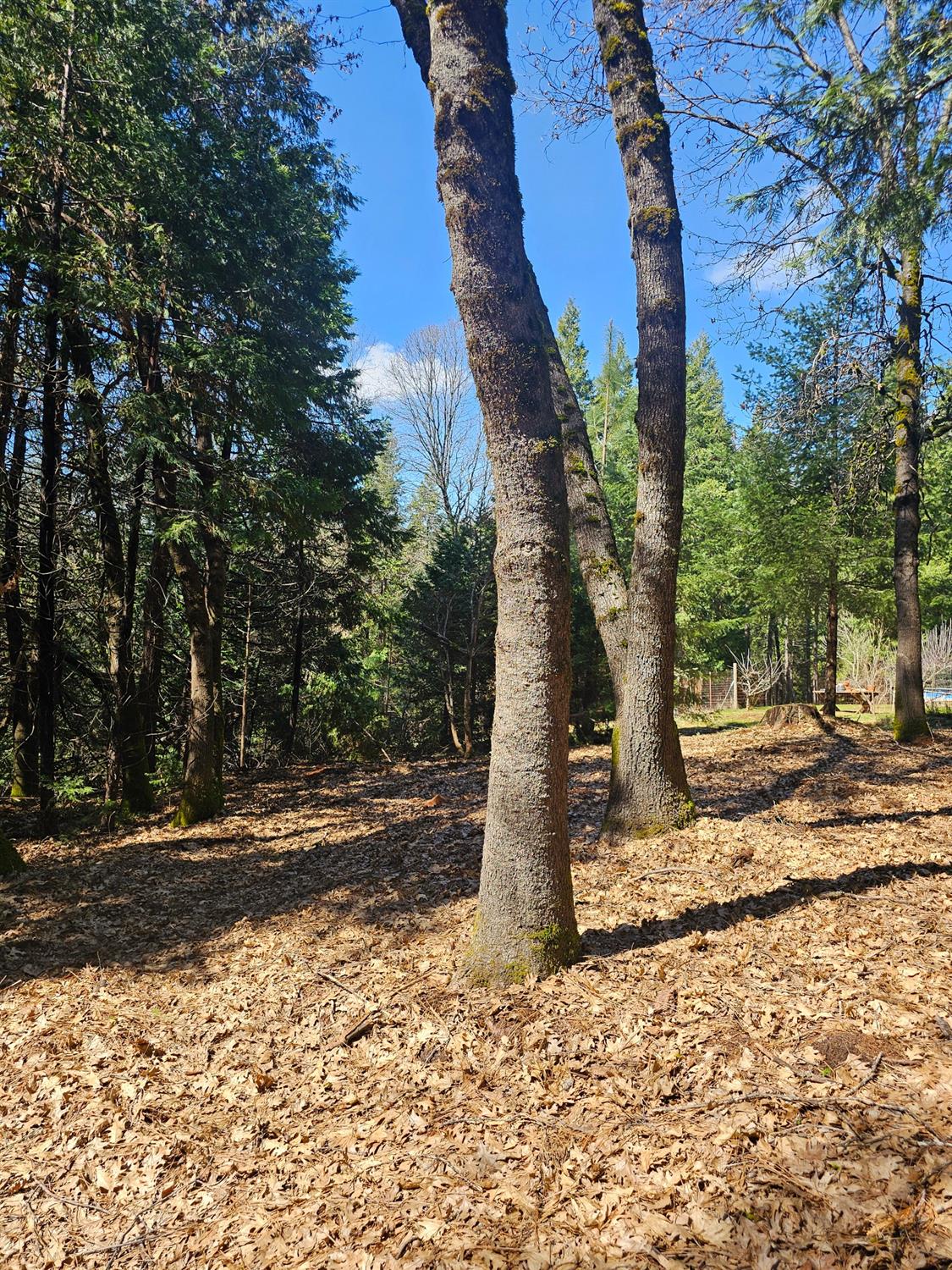 19344 Louis Road Grass Valley, CA 95945 - Photo 49 of 54