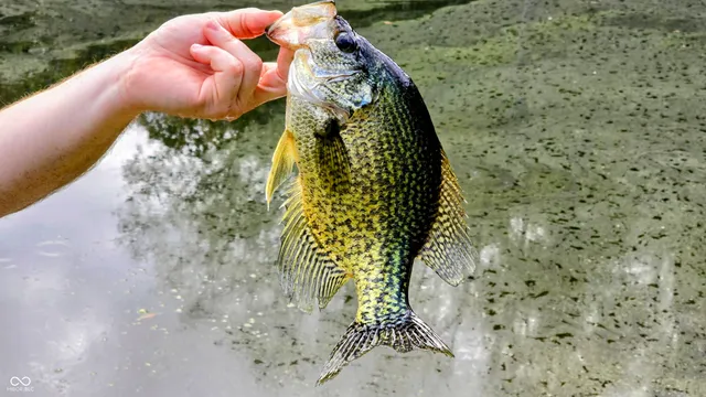 $1,250,000 | 3896 Long Run Road, Vevay, IN 47043