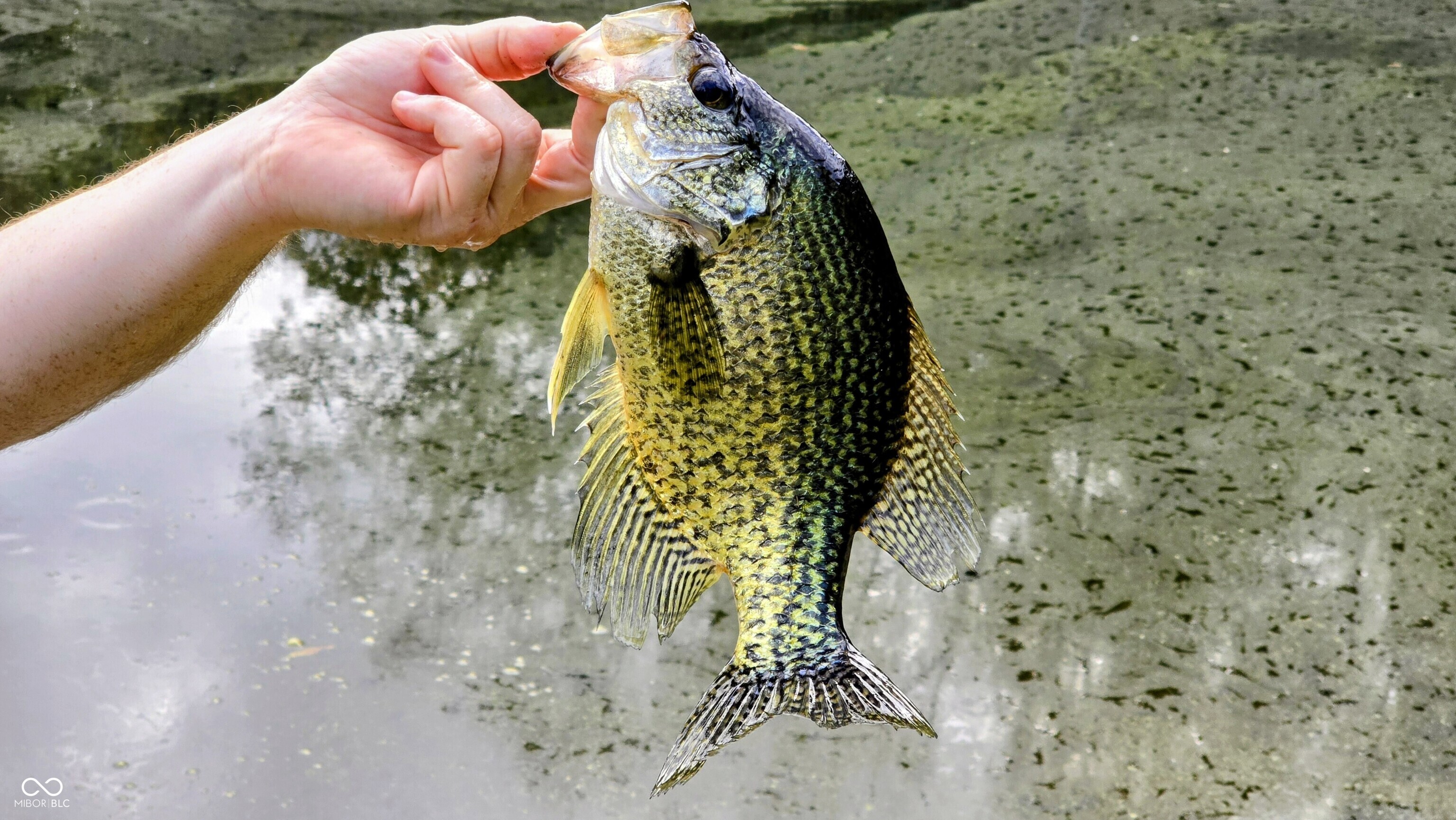 3896 Long Run Road Vevay, IN 47043 - Photo 122 of 137