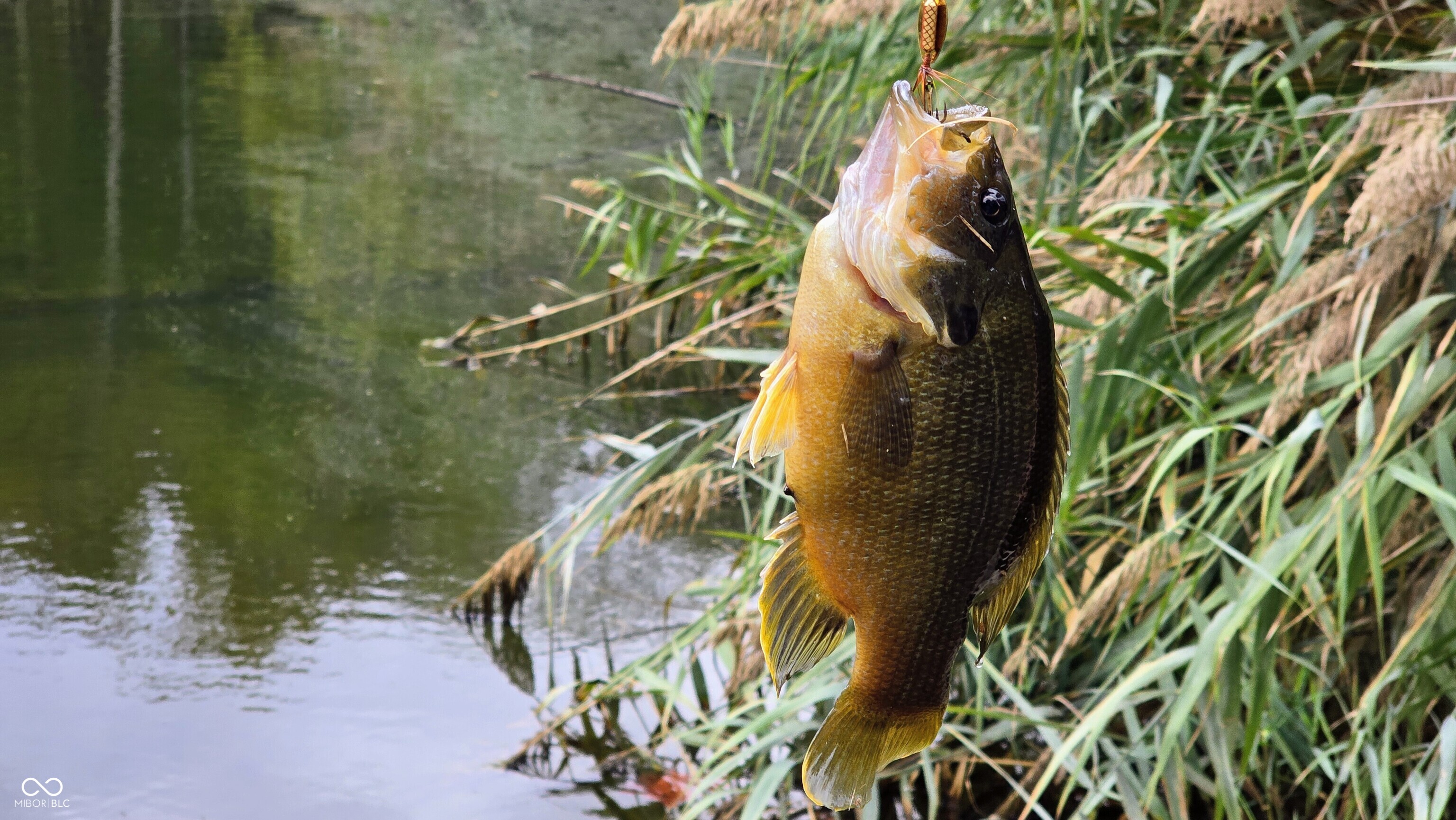 3896 Long Run Road Vevay, IN 47043 - Photo 123 of 137