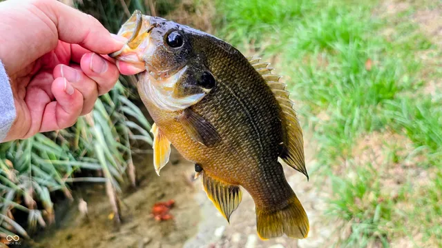 $1,250,000 | 3896 Long Run Road, Vevay, IN 47043