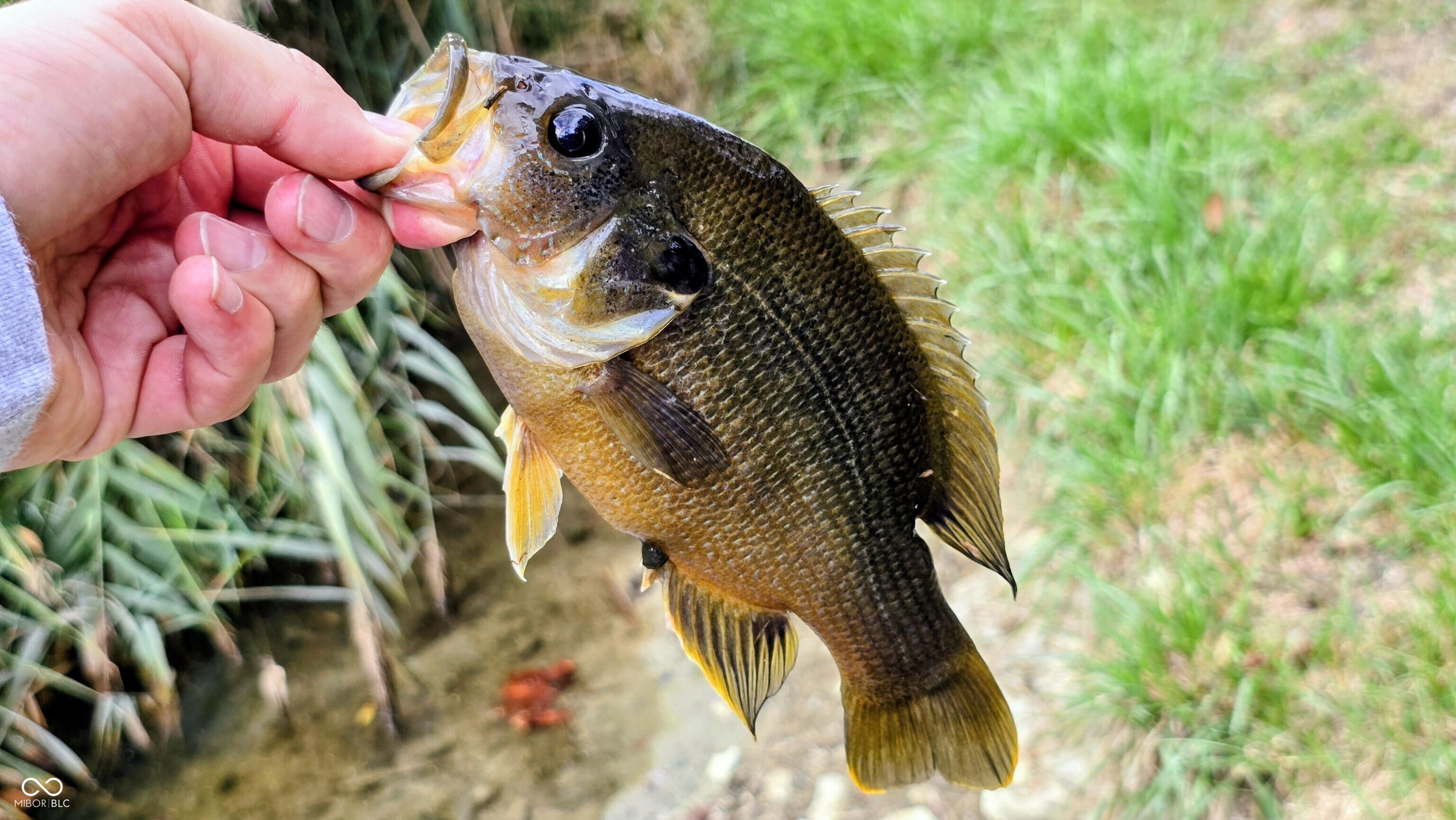 3896 Long Run Road Vevay, IN 47043 - Photo 10 of 137