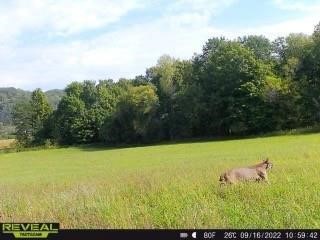 N3953-201 Bear Pen Road Arkansaw, WI 54721 - Photo 5 of 43