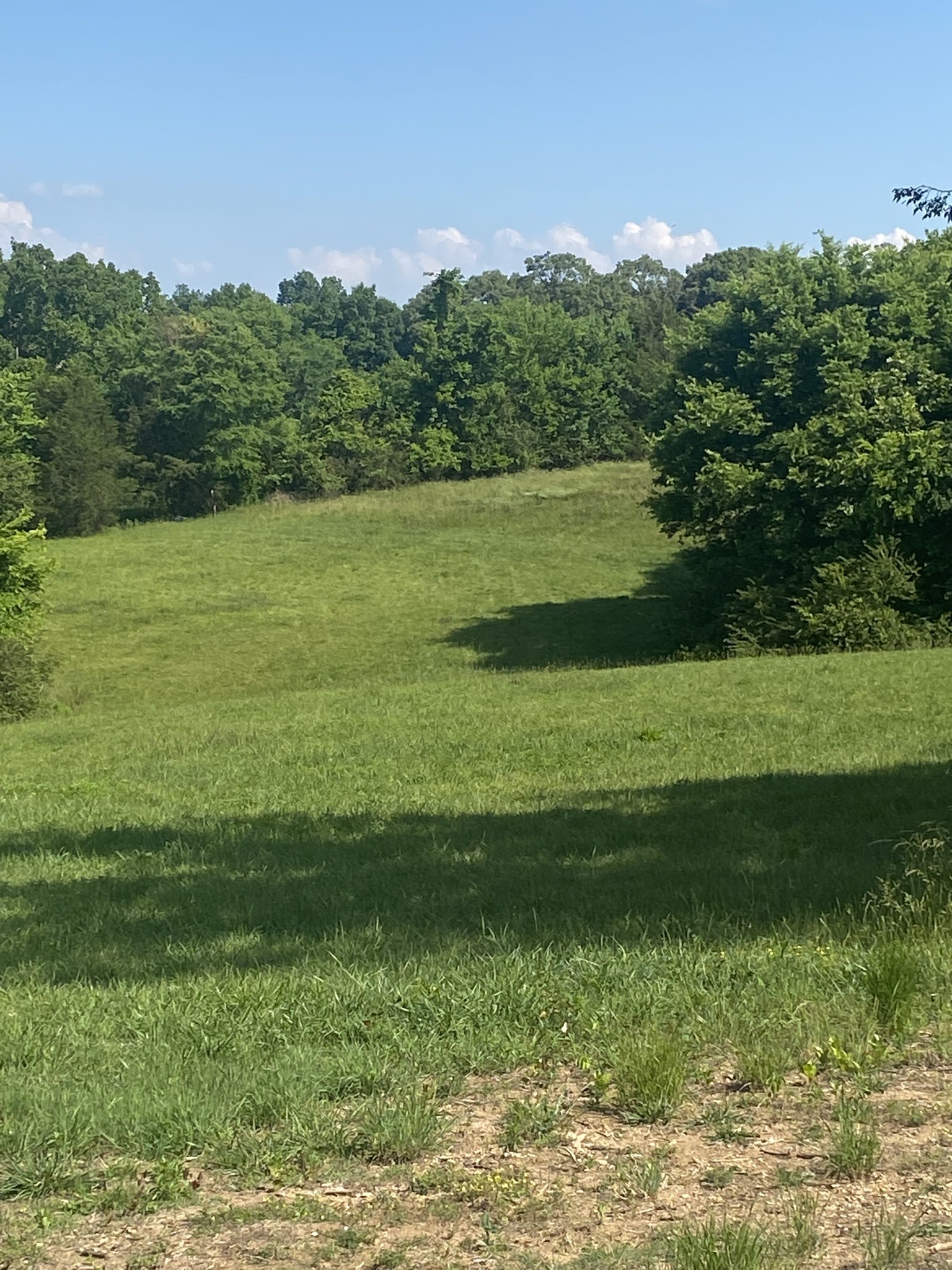 656 County Road Anderson, AL 35610 - Photo 1 of 15 a view of a grassy area
