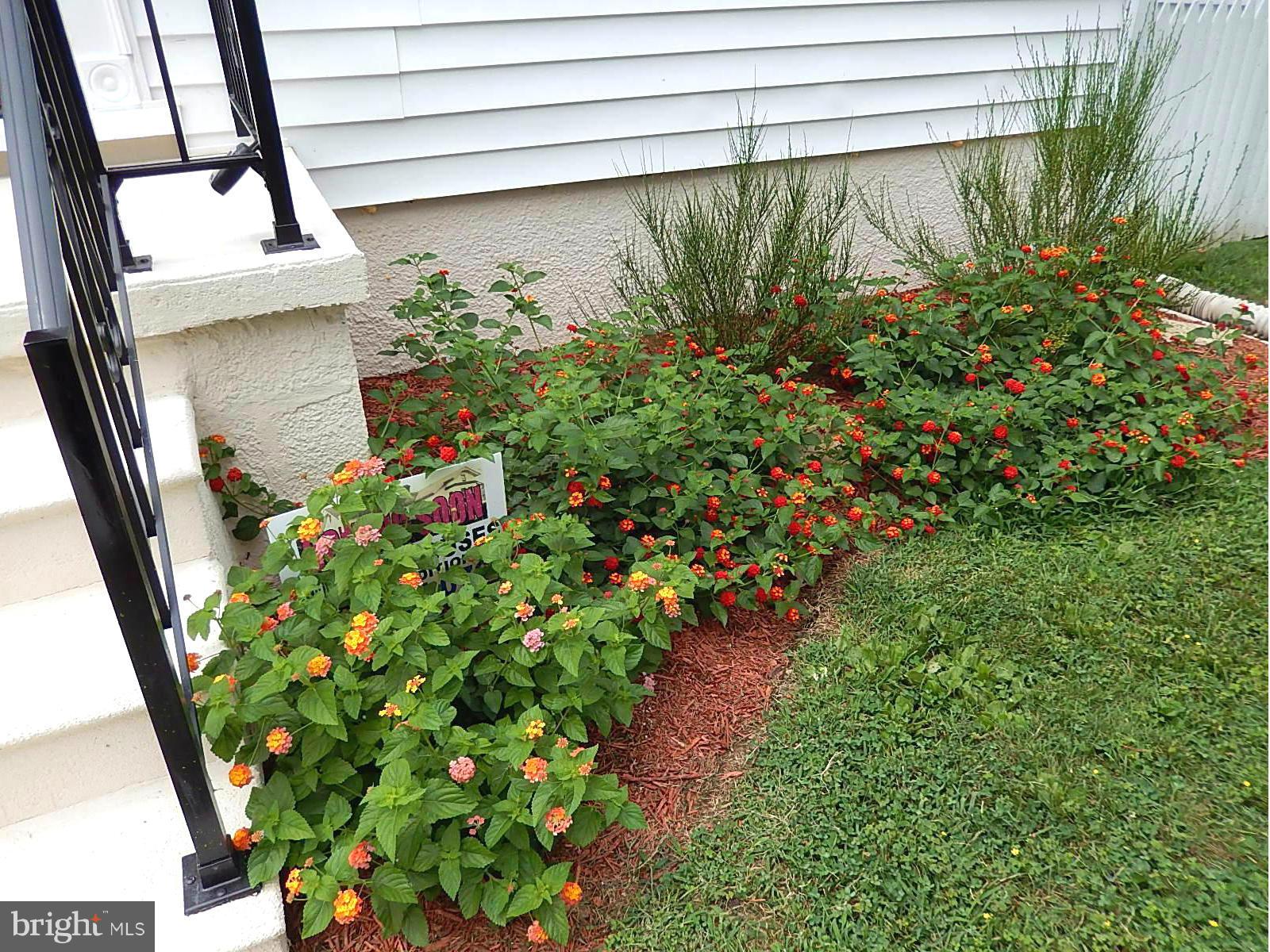 622 Warwick Road Baltimore, MD 21229 - Photo 24 of 29 a plant that is in front of a window