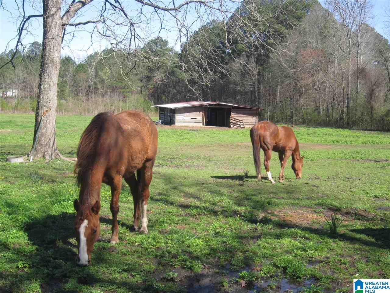4360 Old Coal City Road Ragland, AL 35131 - Photo 28 of 34