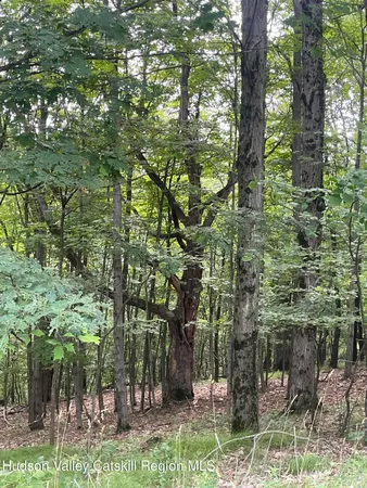a view of a forest filled with trees
