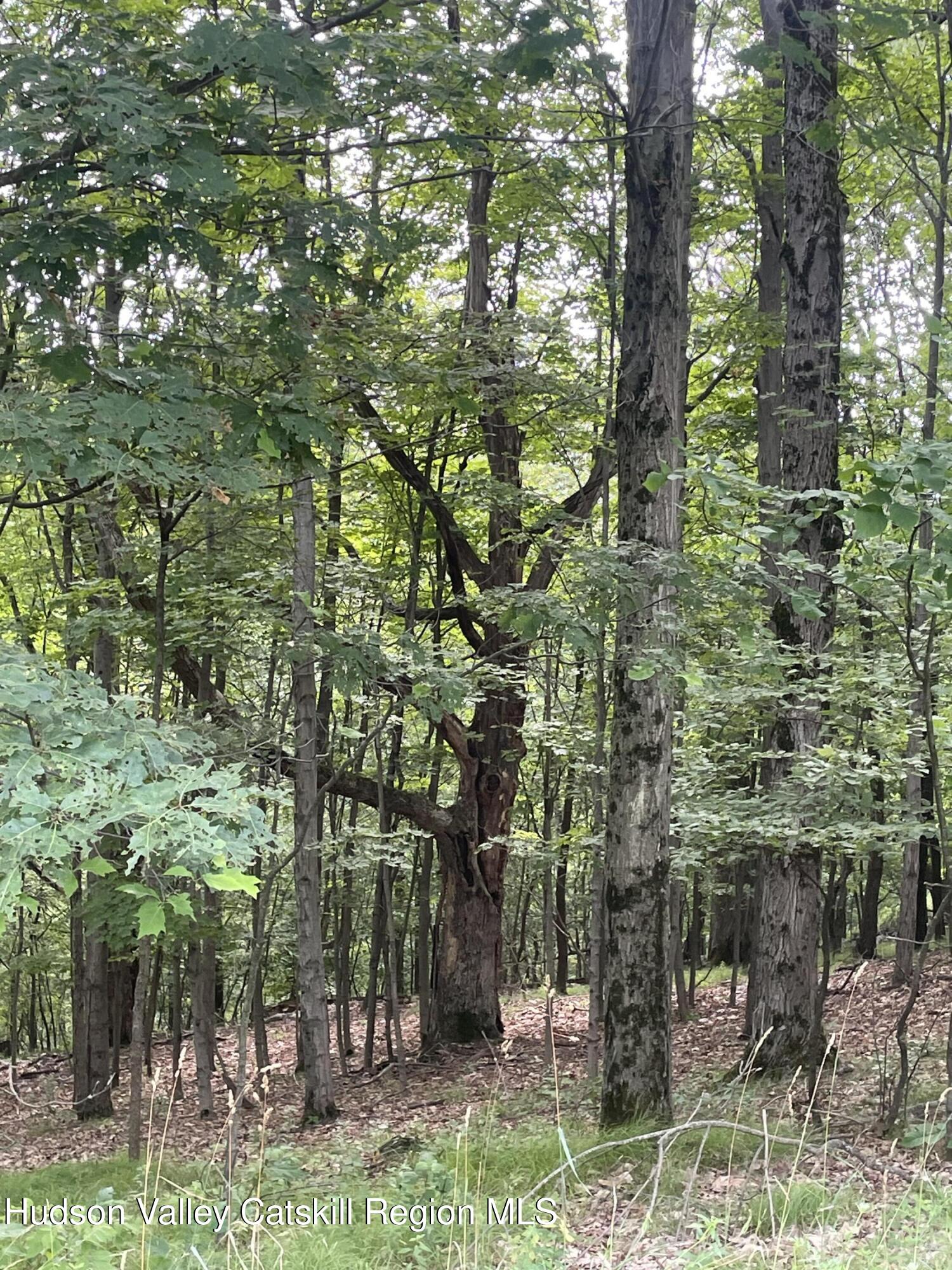 156 Mercer Mountain Road Canaan, NY 12060 - Photo 17 of 28 a view of a forest filled with trees