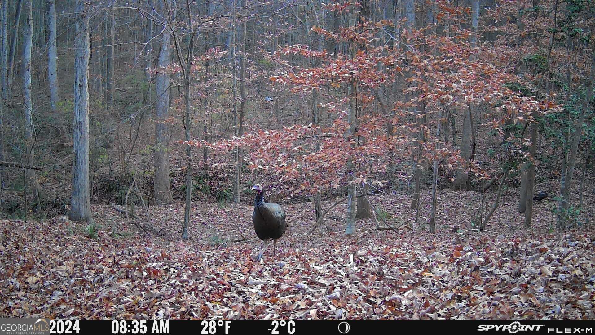 1590 James Adams Road Danielsville, GA 30633 - Photo 23 of 98
