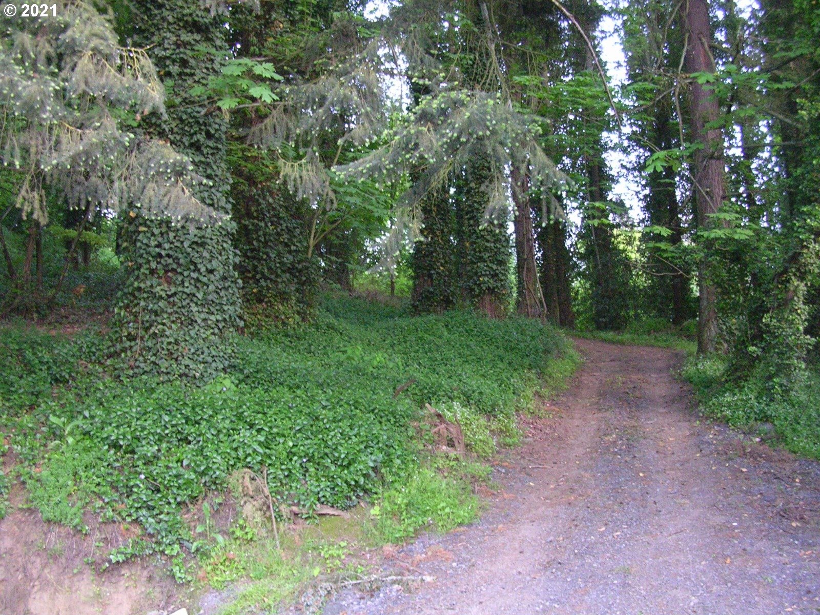 5720 Southeast Jenne Road Portland, OR 97236 - Photo 4 of 23 a view of a yard with large trees