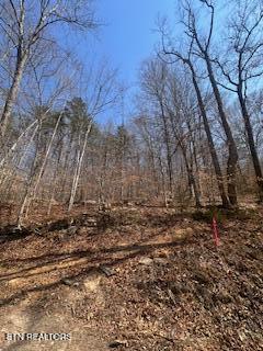 0 Swan Seymour Road Maynardville, TN 37807 - Photo 1 of 15 image0