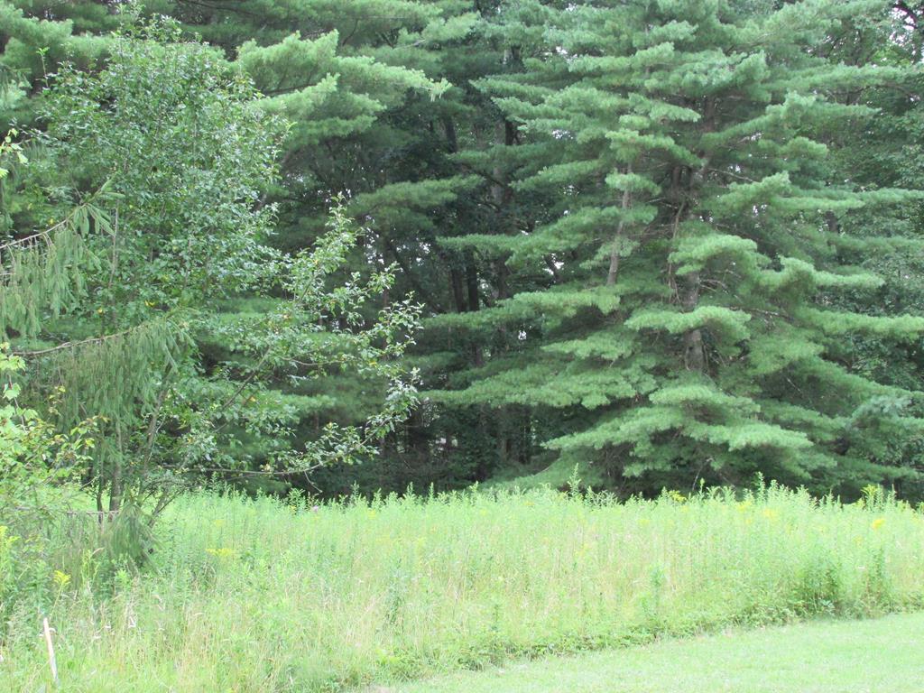 0 Tubbs Lane Leeper, PA 16233 - Photo 1 of 1 a view of a lush green forest