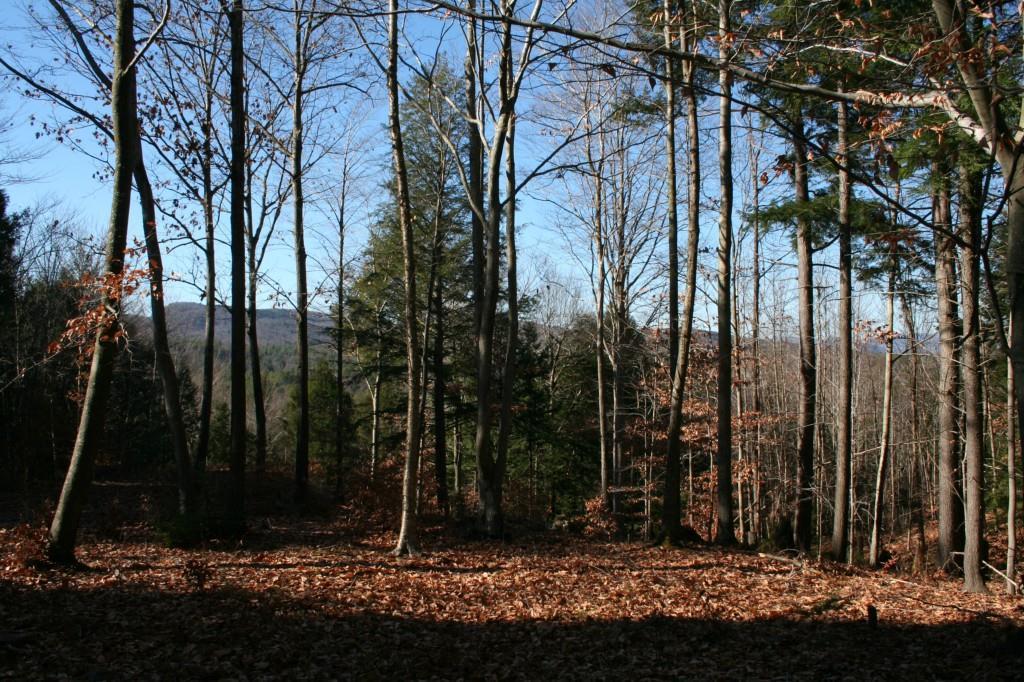 0 Hi Vista Road Brownfield, ME 04010 - Photo 3 of 11 View of interior of lot