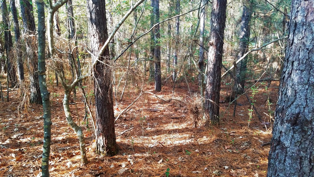 187 Nebo Road Crosby, MS 39633 - Photo 28 of 43 Photo 28