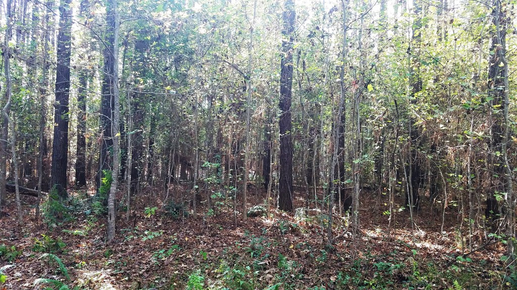 187 Nebo Road Crosby, MS 39633 - Photo 36 of 43 Photo 36